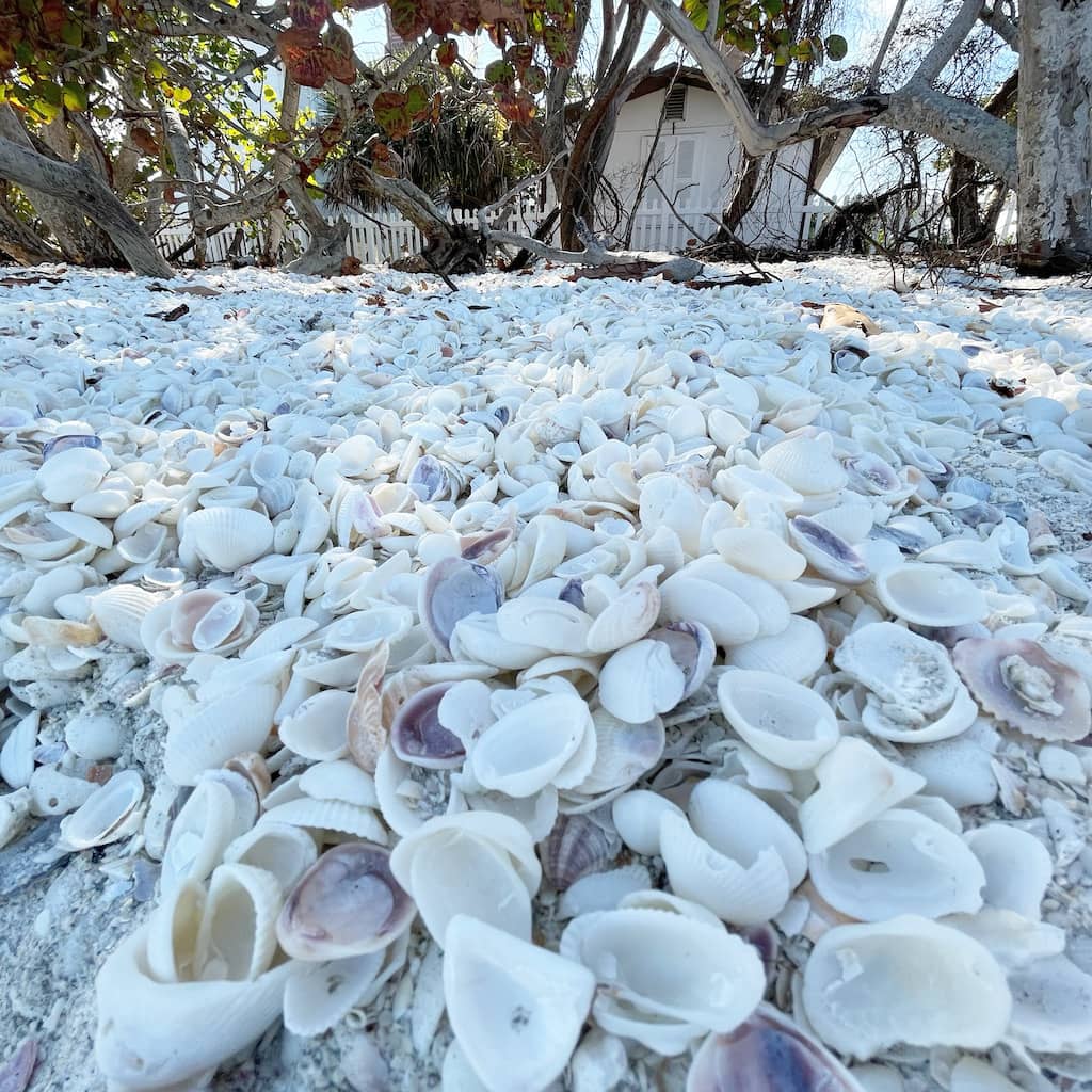 Shell Hunting Shoreline