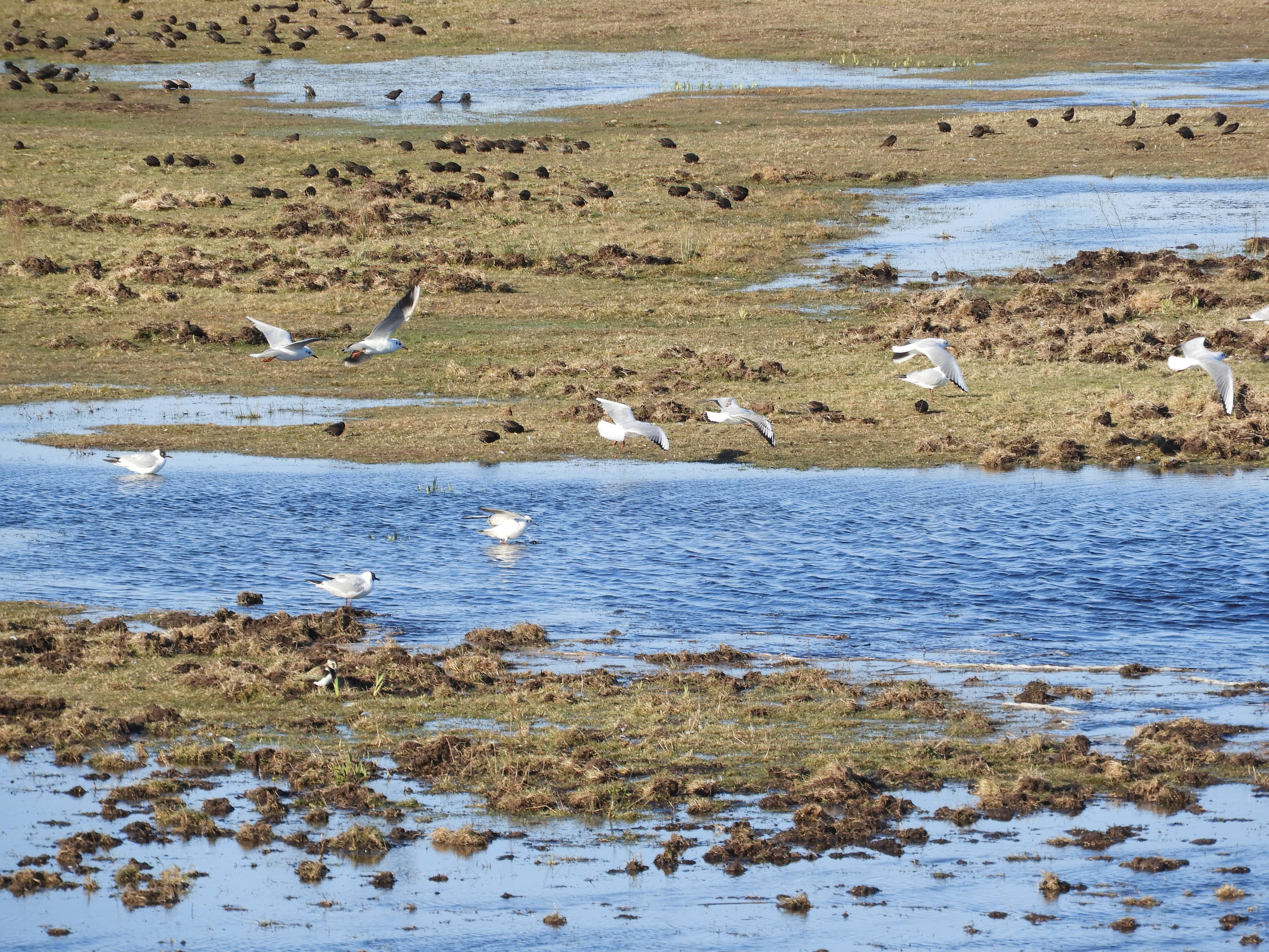 Birdwatching Hotspots