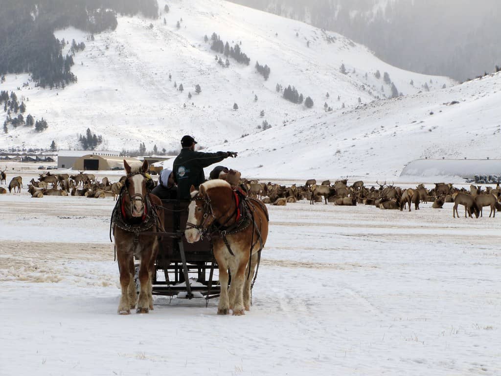 Sleigh Ride Adventure