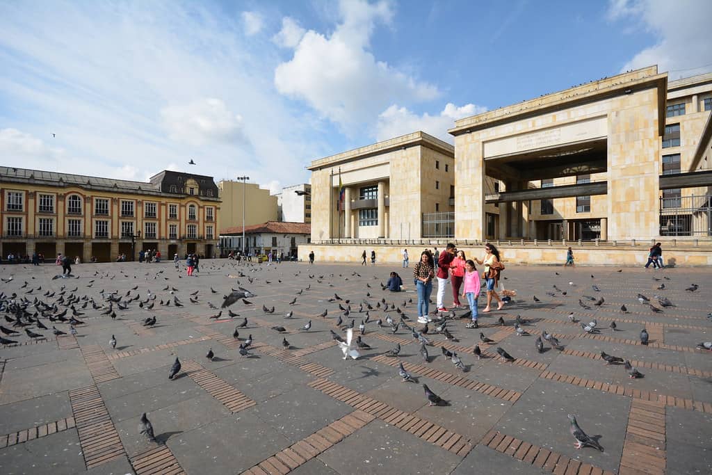 The Pigeons
