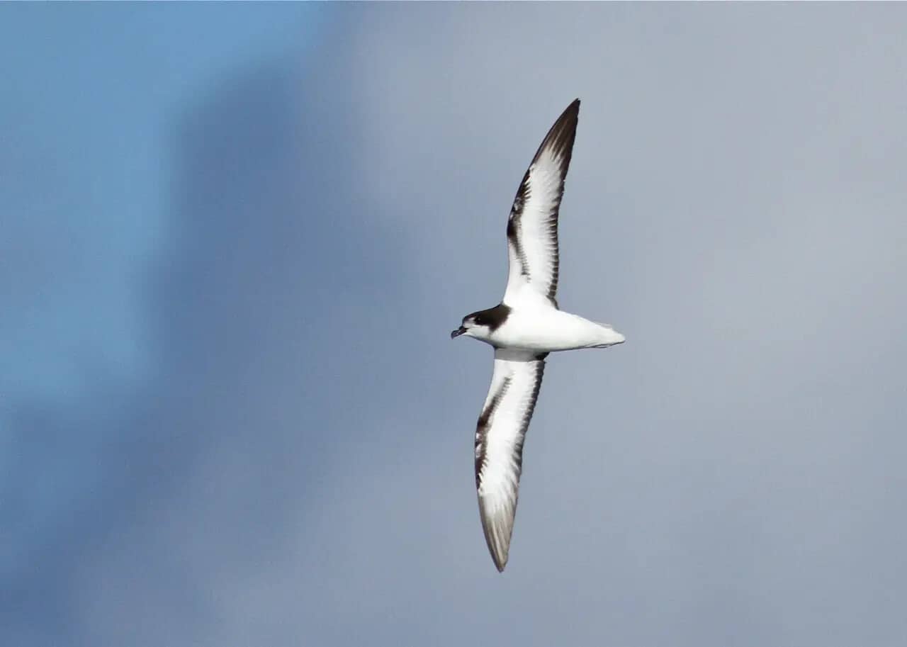 Seabird Colonies