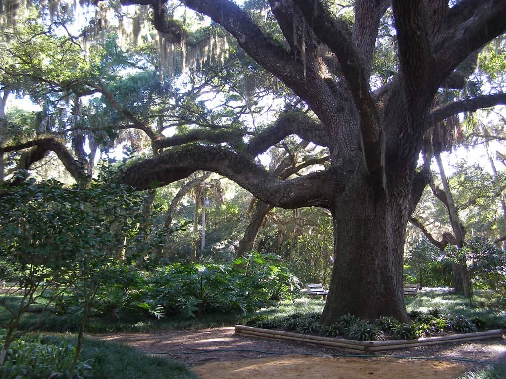 Historic Live Oak Tree
