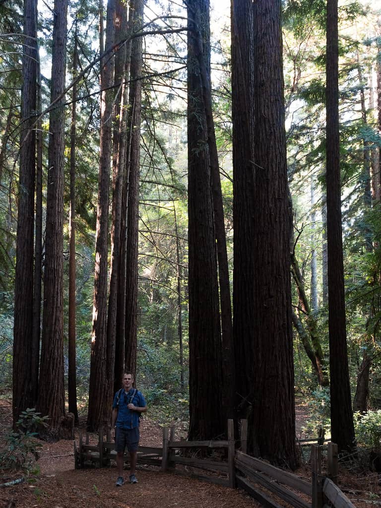 Redwood and Eucalyptus Trails