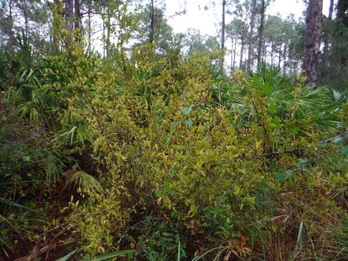Pine Flatwoods & Prairie Habitats