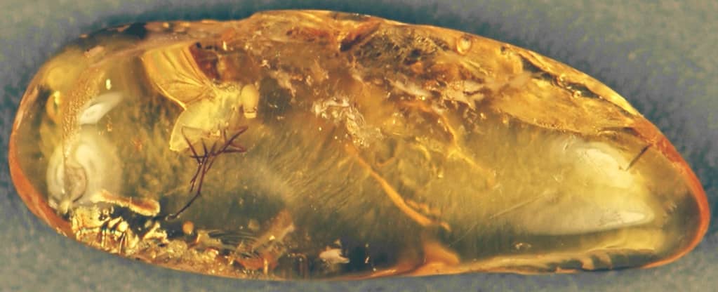 Amber Formation Science