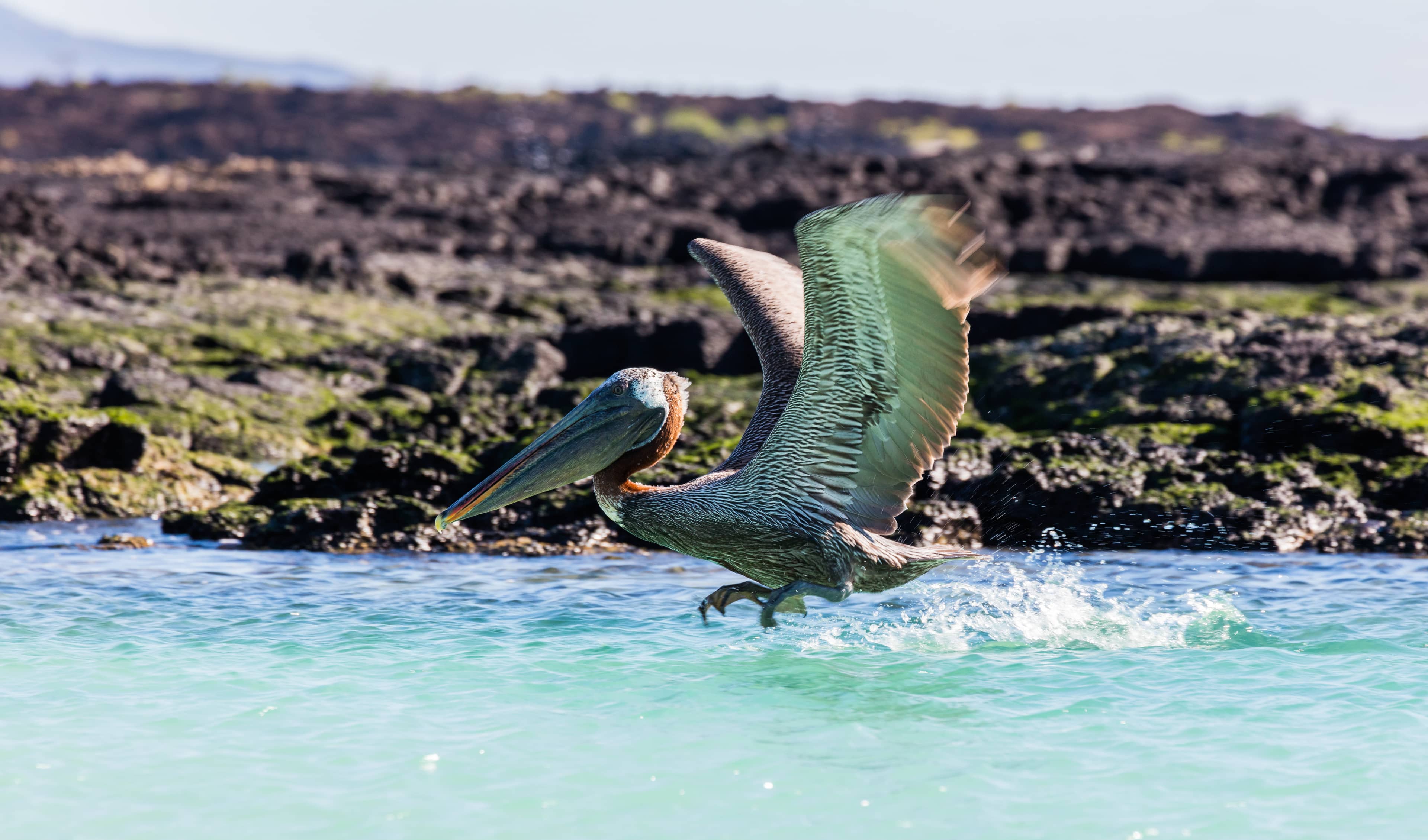 Darwin's Bay Snorkeling