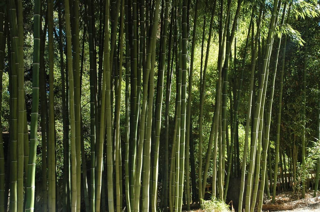 Bamboo Forest