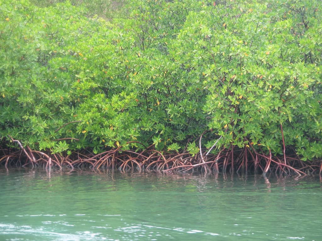 Explore the Mangrove Ecosystem
