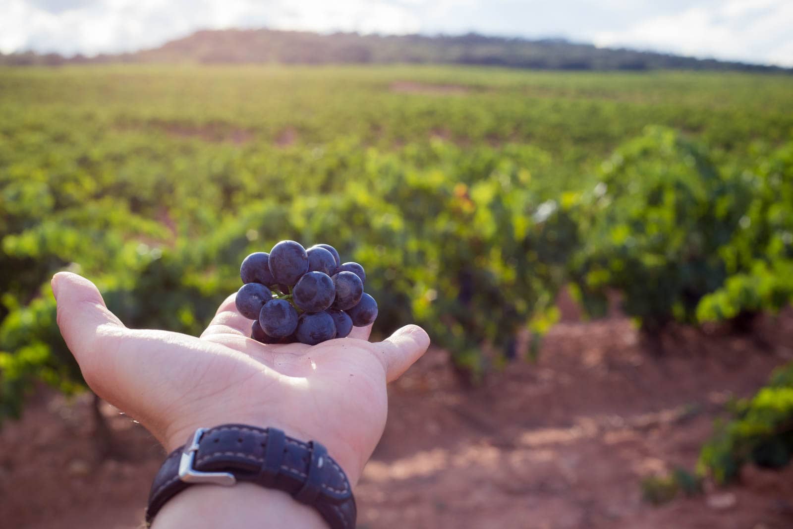 La Rioja Wine Region