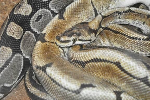 Giant Snake Sculpture