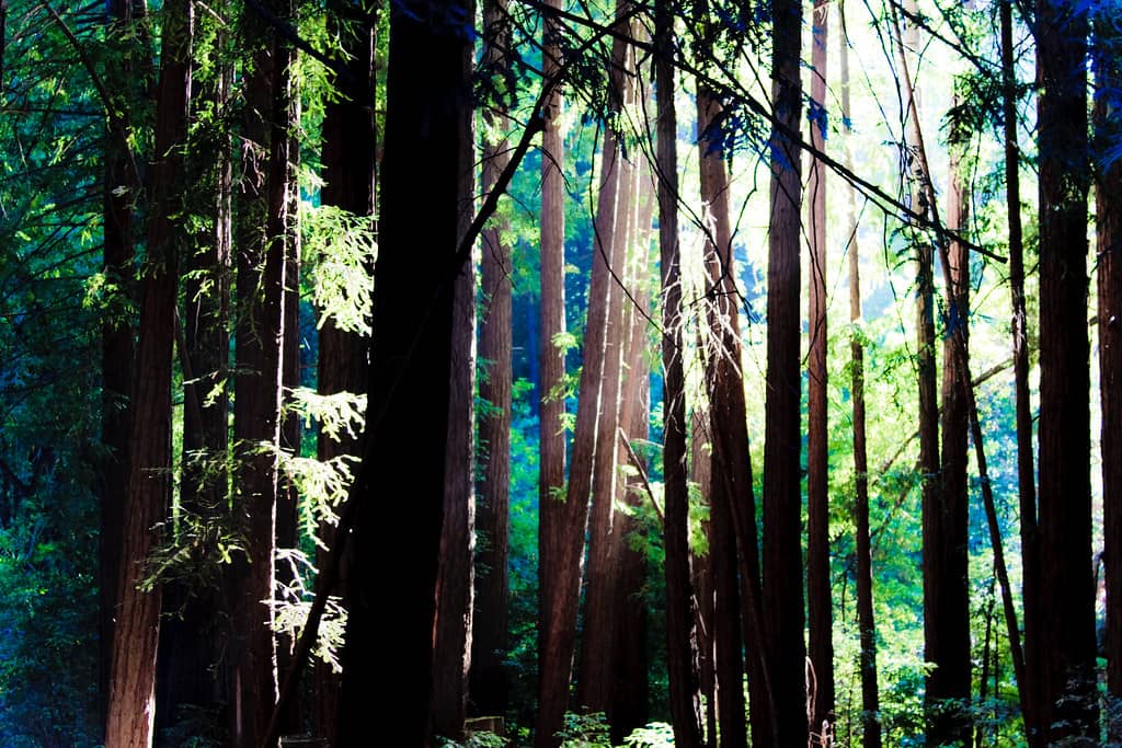Majestic Redwood Groves