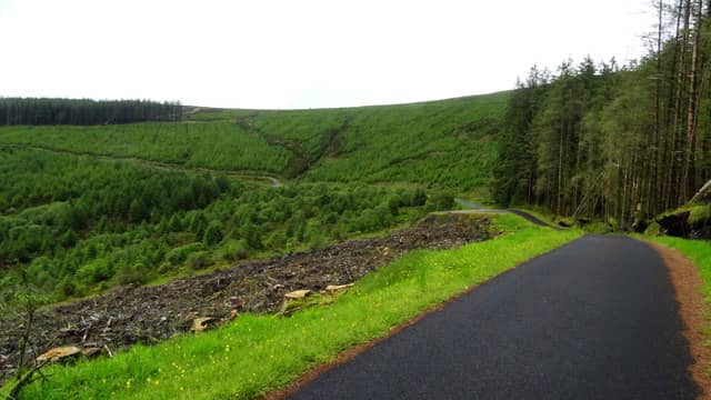 Jurassic Forest Experience