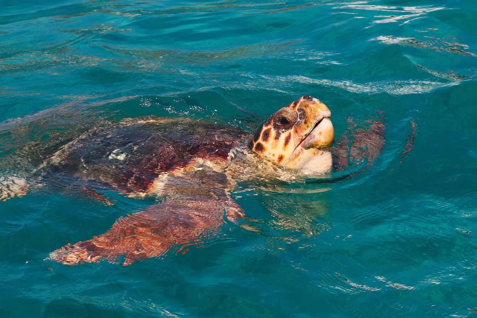 Marine Life & Diving