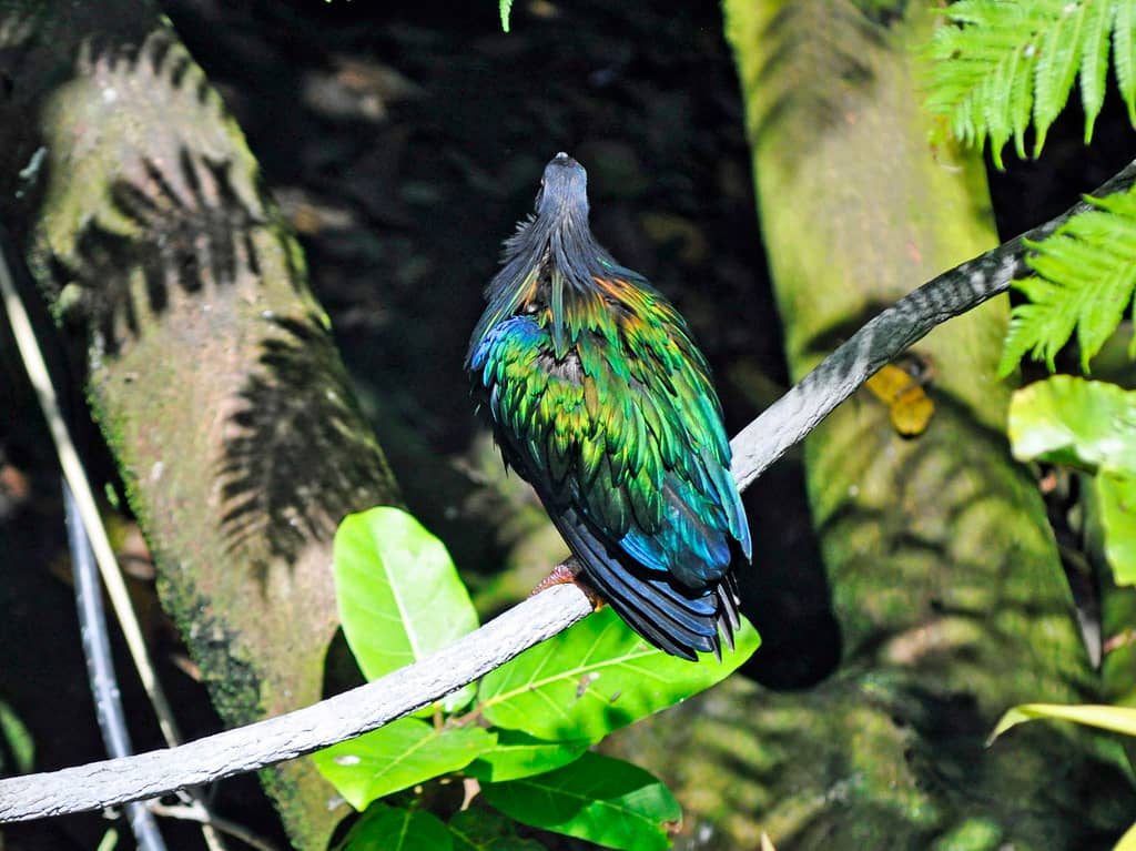 Vibrant Aviary & Petting Zoo