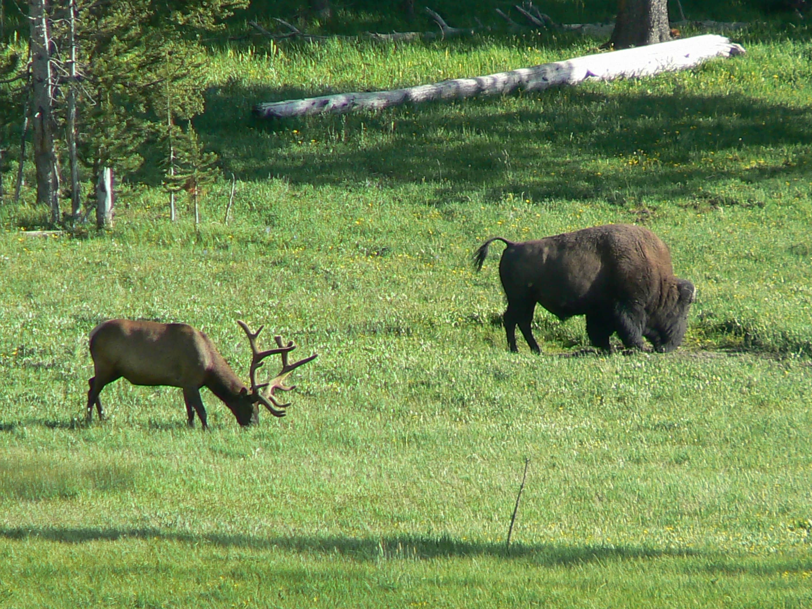Bison and Elk Viewing