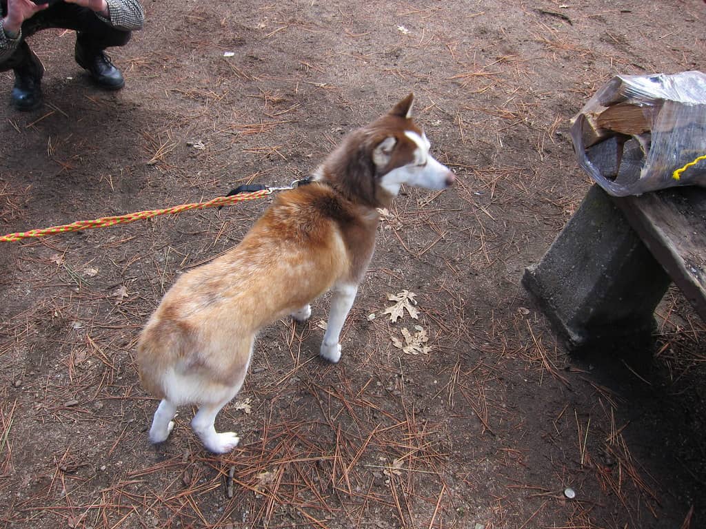 Idyllwild Campground