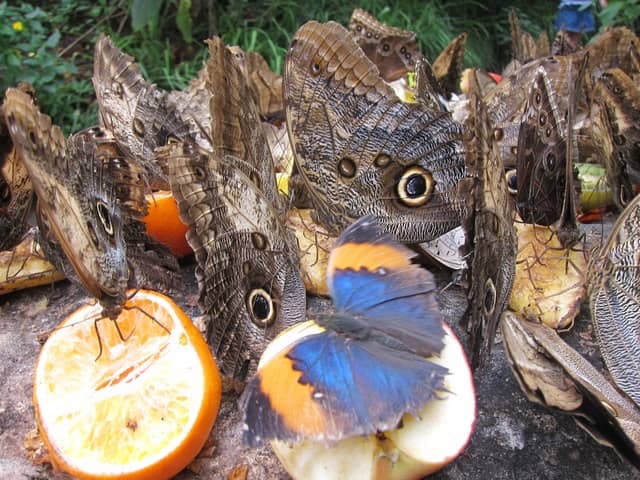 Stratford Butterfly Farm