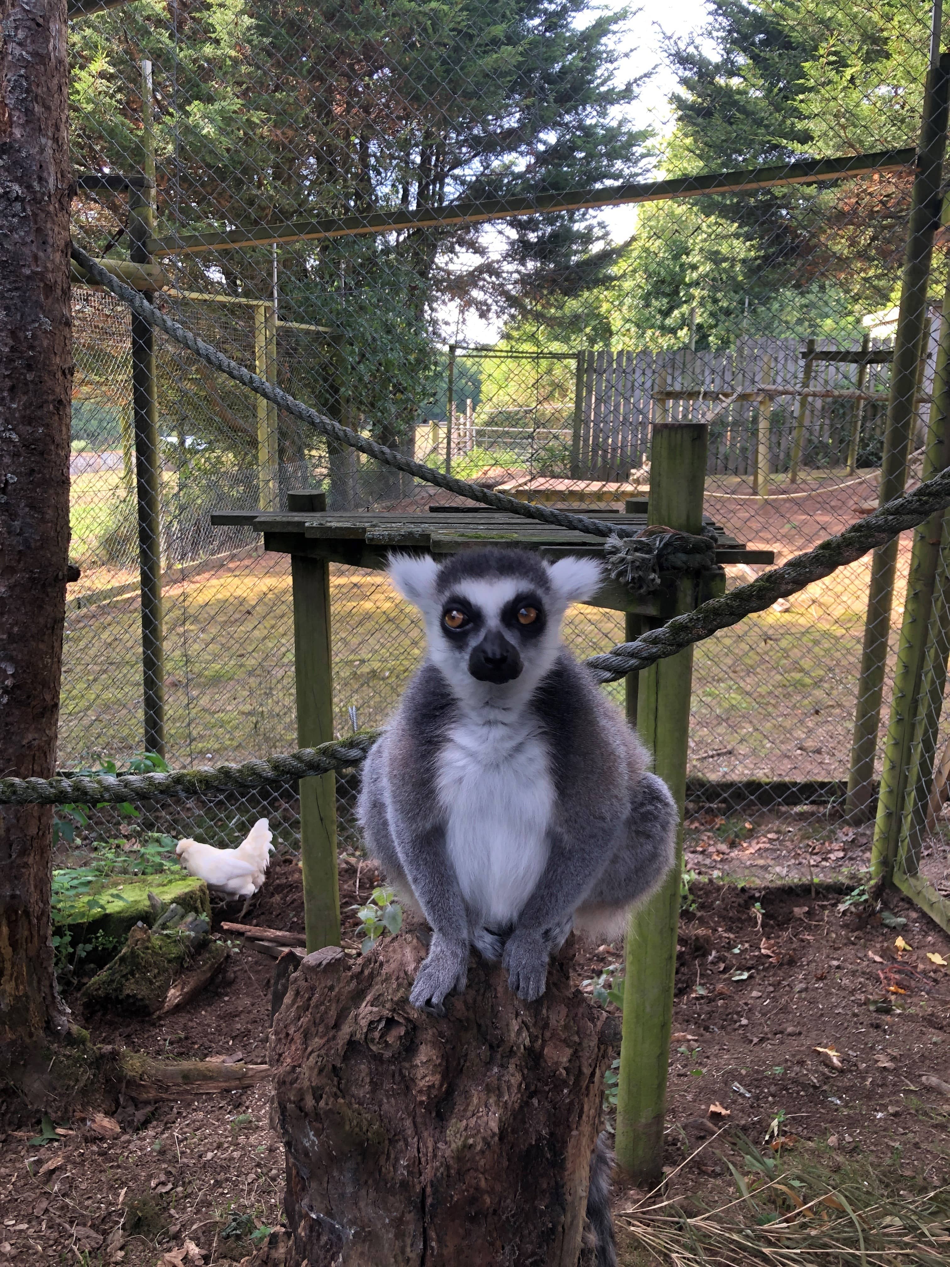 Lemur Walk-Through