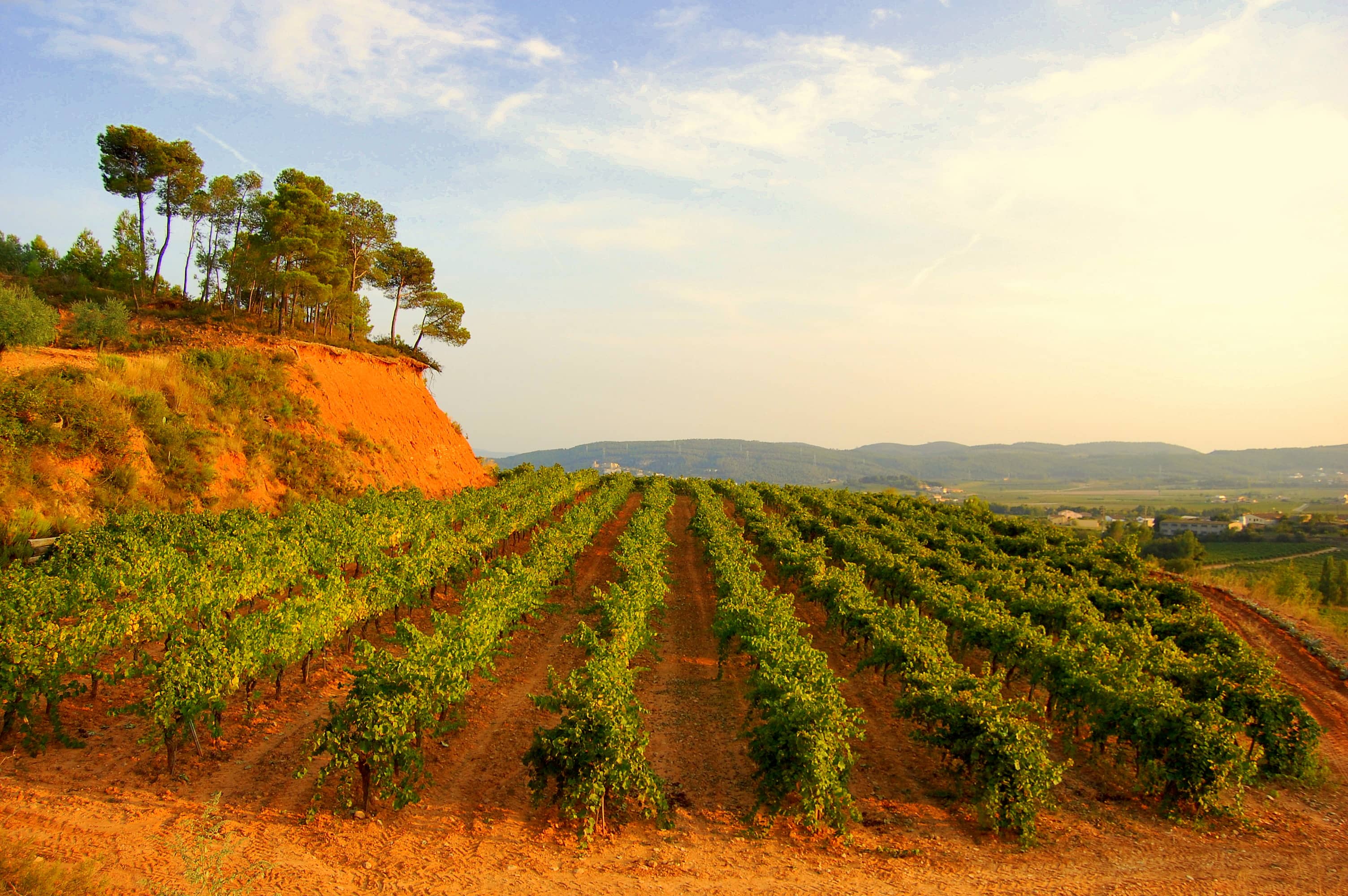 Vineyard Views & Ambiance