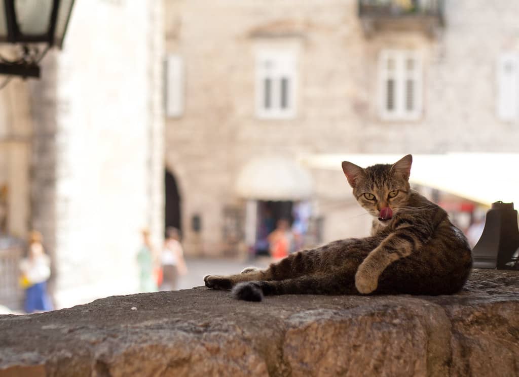 Kotor Cats