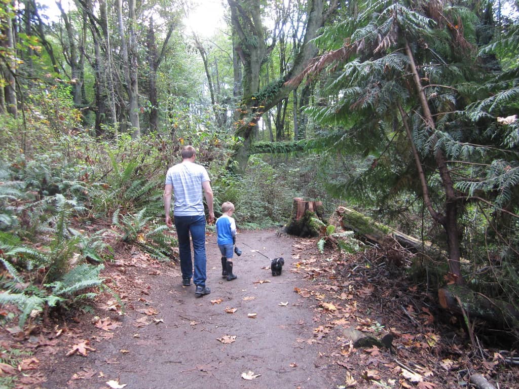 Forest and Meadow Paths