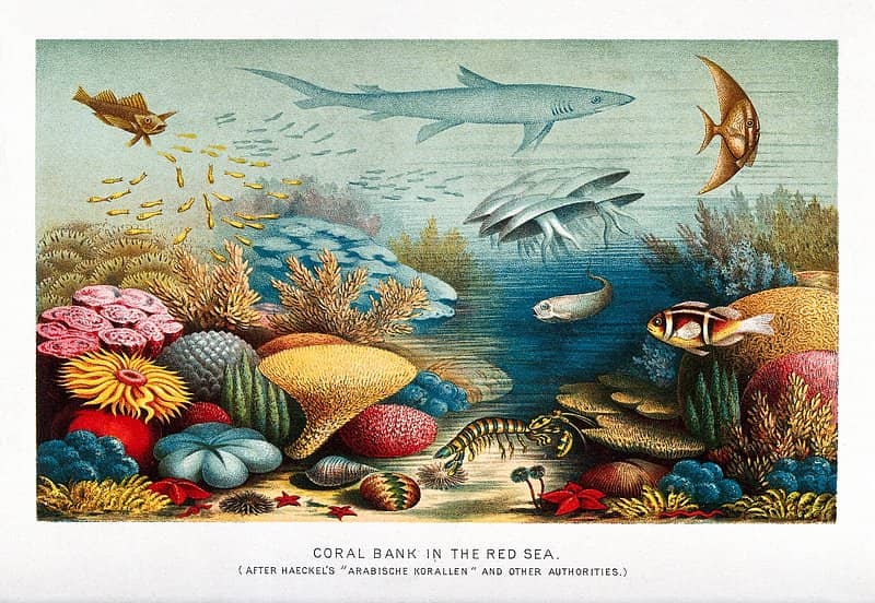 The Pond & Its Inhabitants