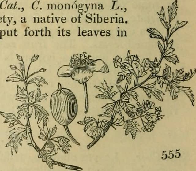 Diverse Plant Collections