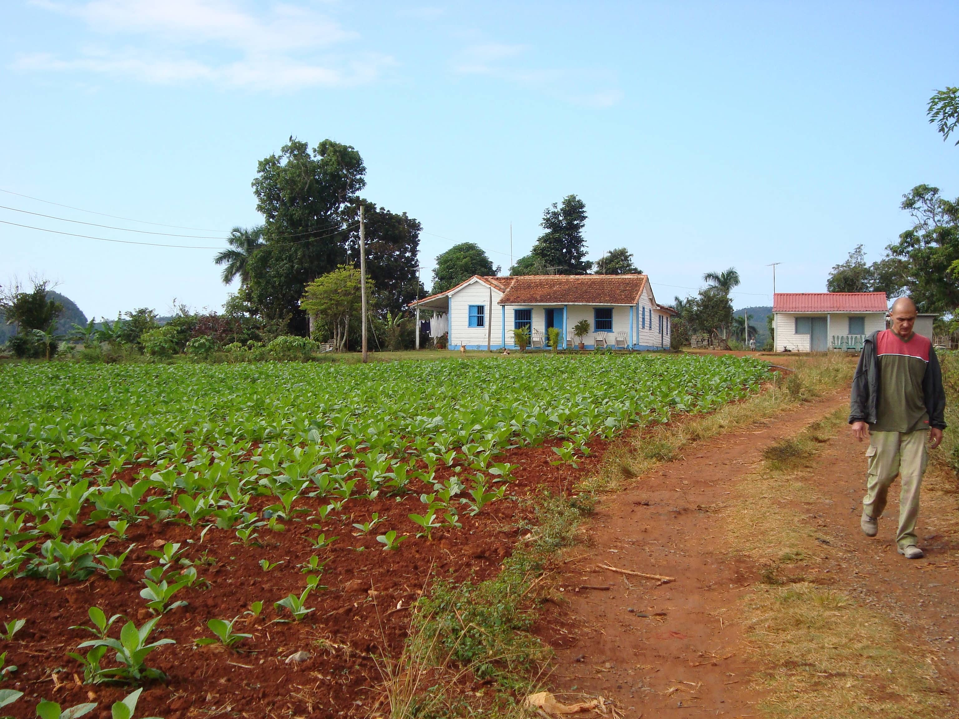 Tobacco Farms