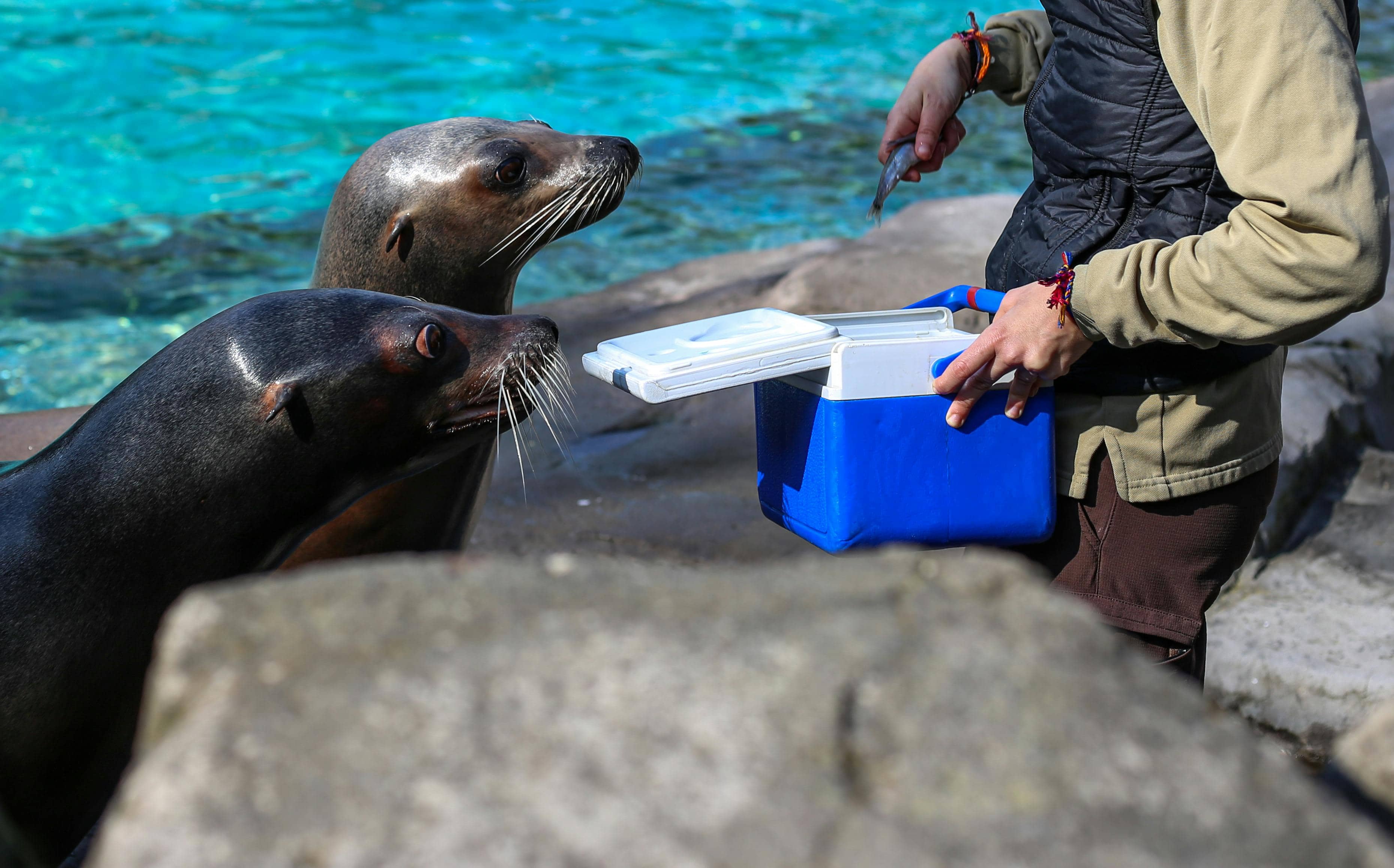 Sea Lion Feeding