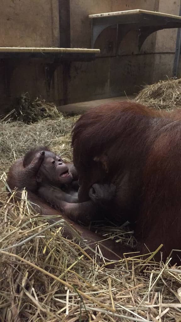 Orangutan Exhibit