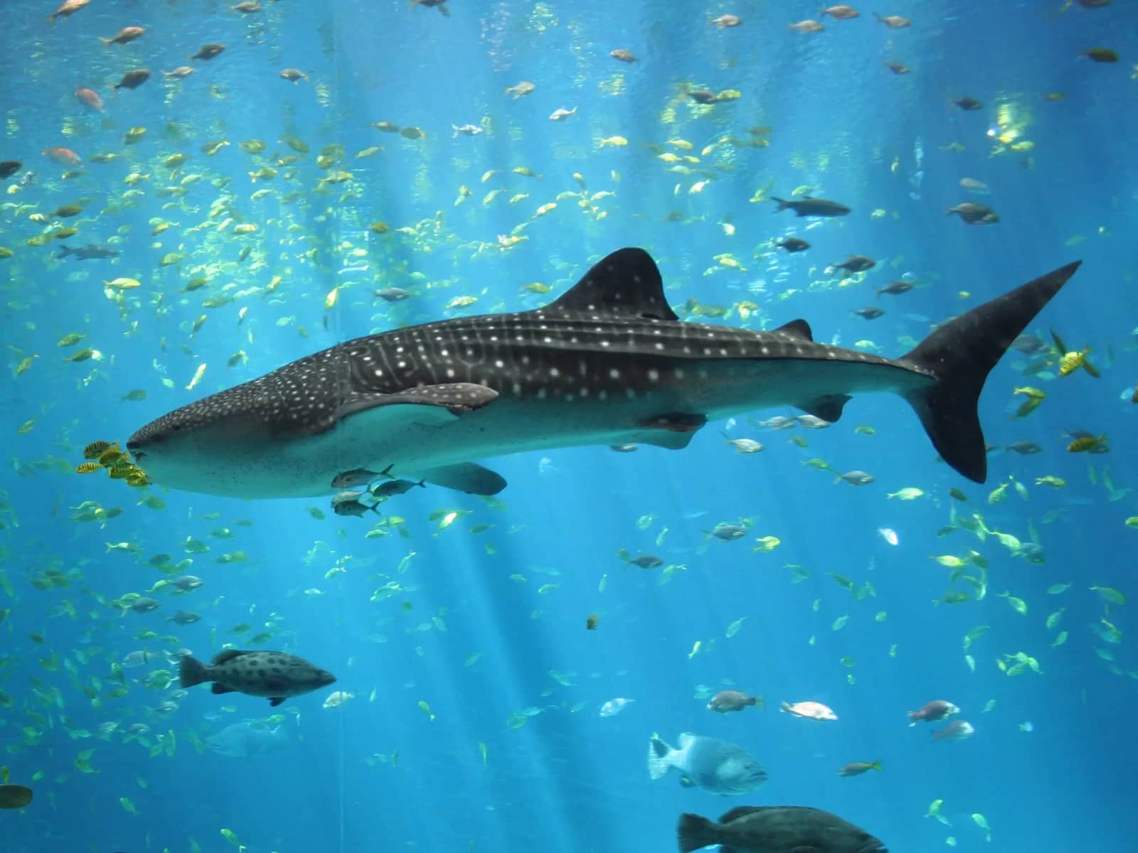 Whale Shark Encounters