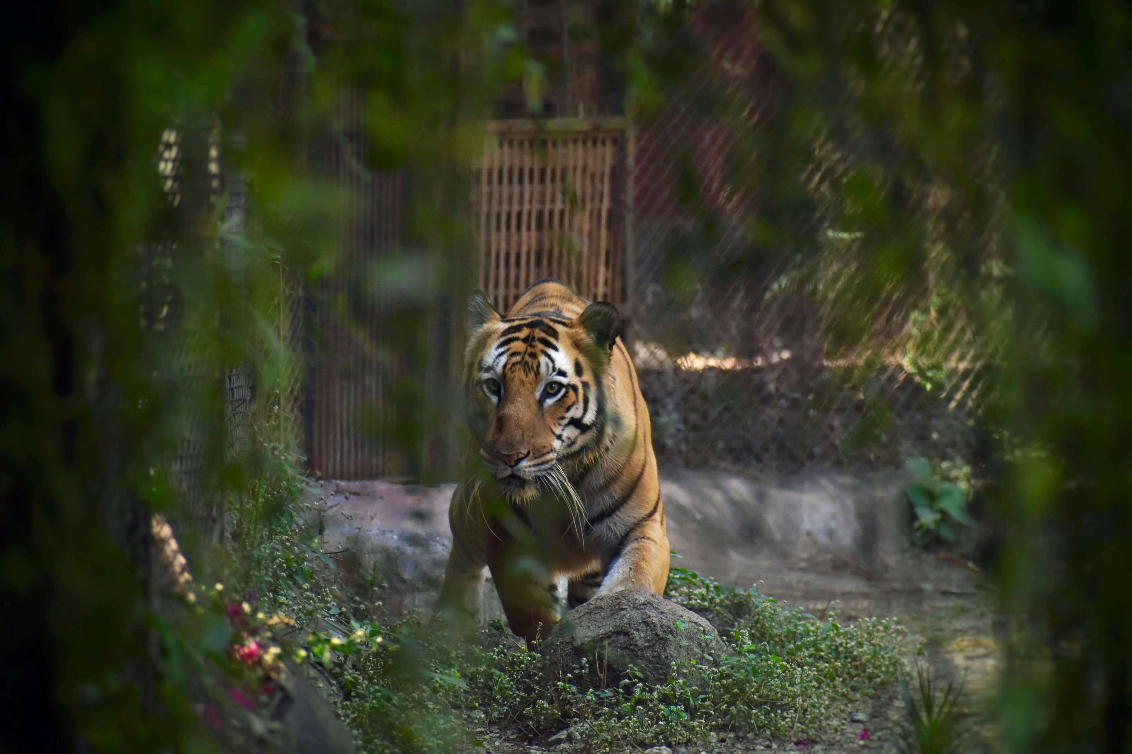 Tiger Encounter