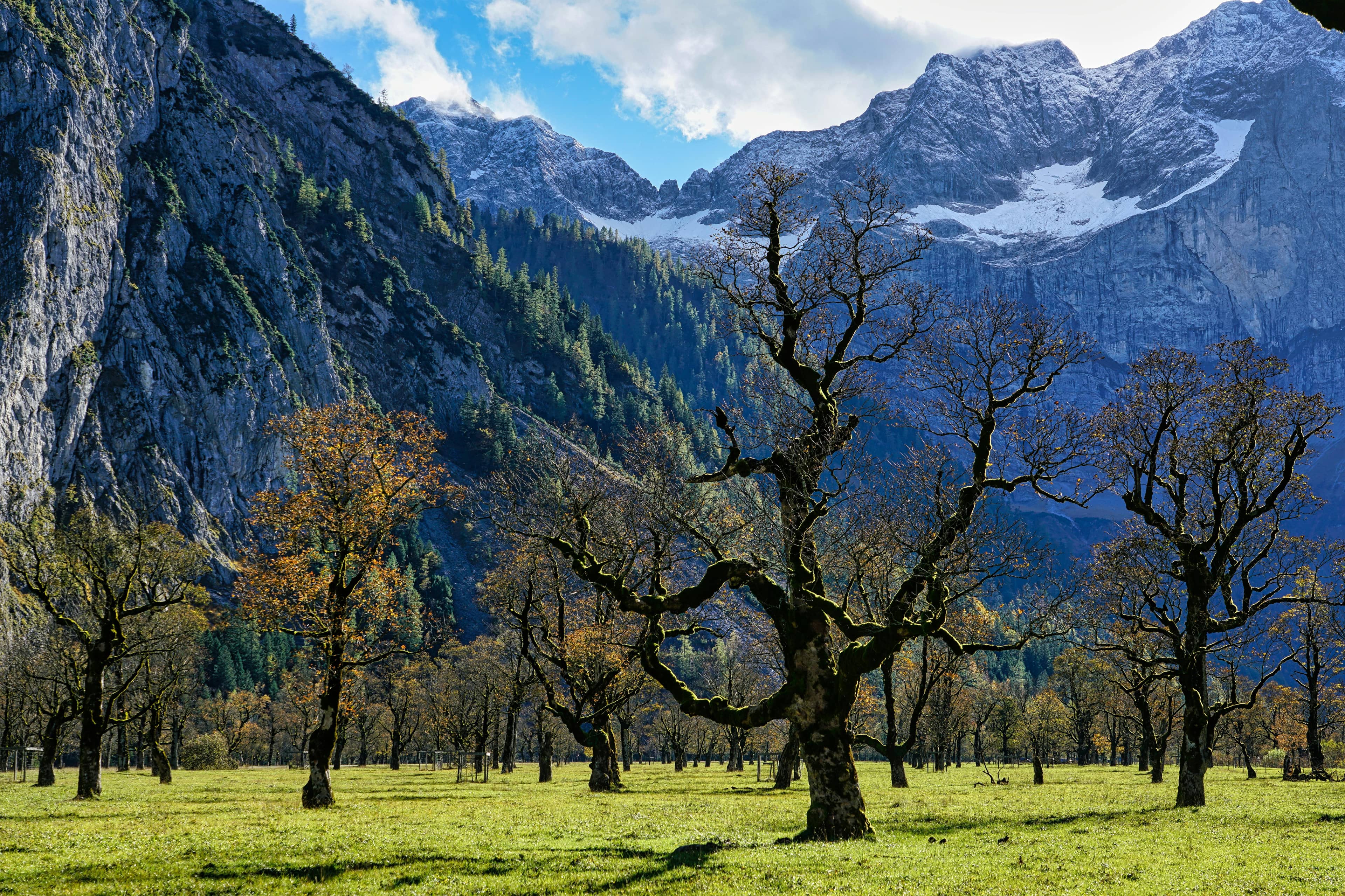 Alpine Meadows & Flora