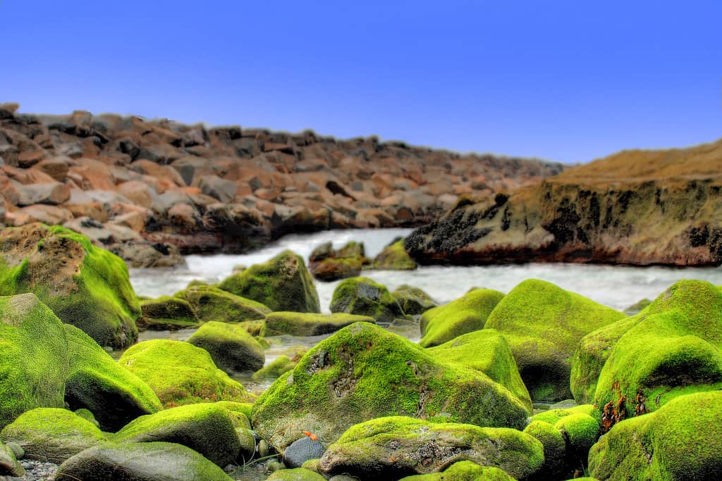 Tidepool Exploration