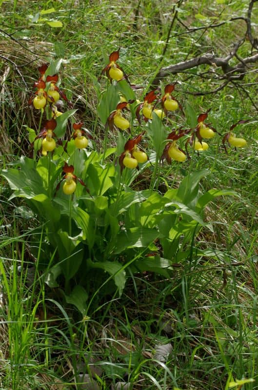 Gardens of Tranquility