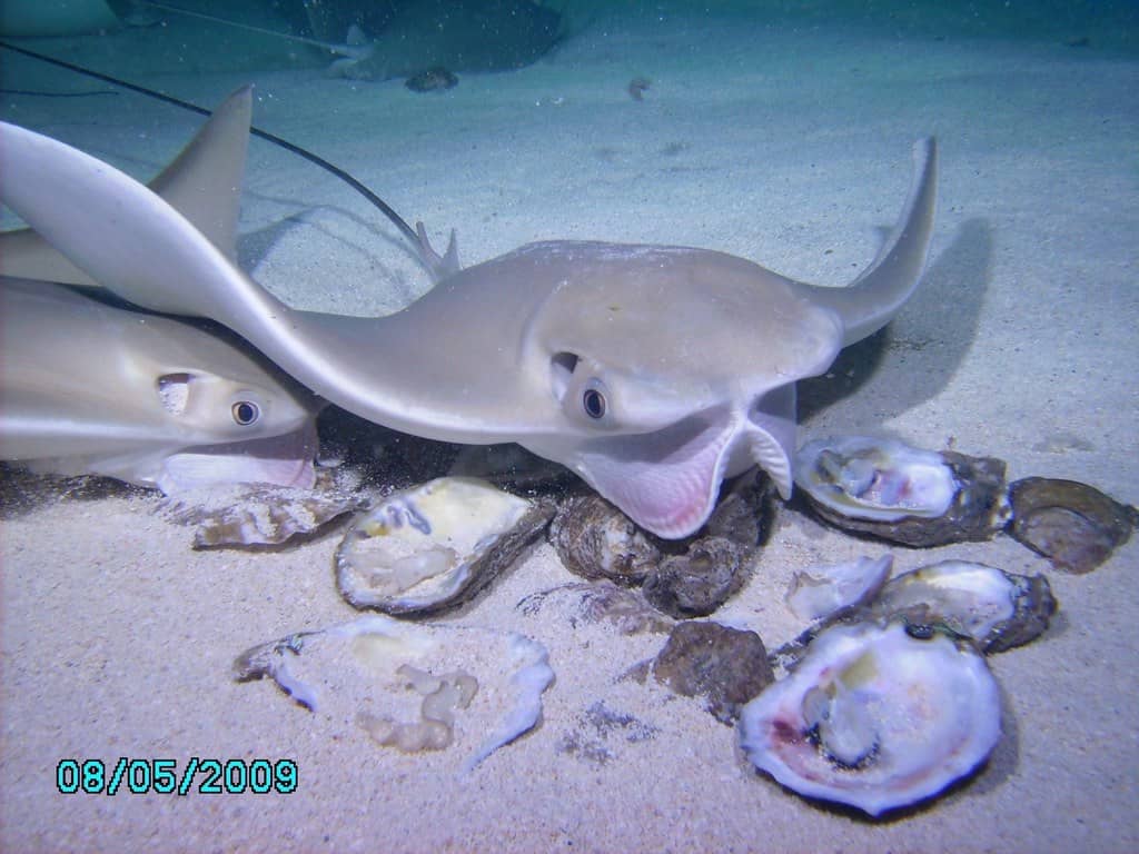 Stingray Feeding