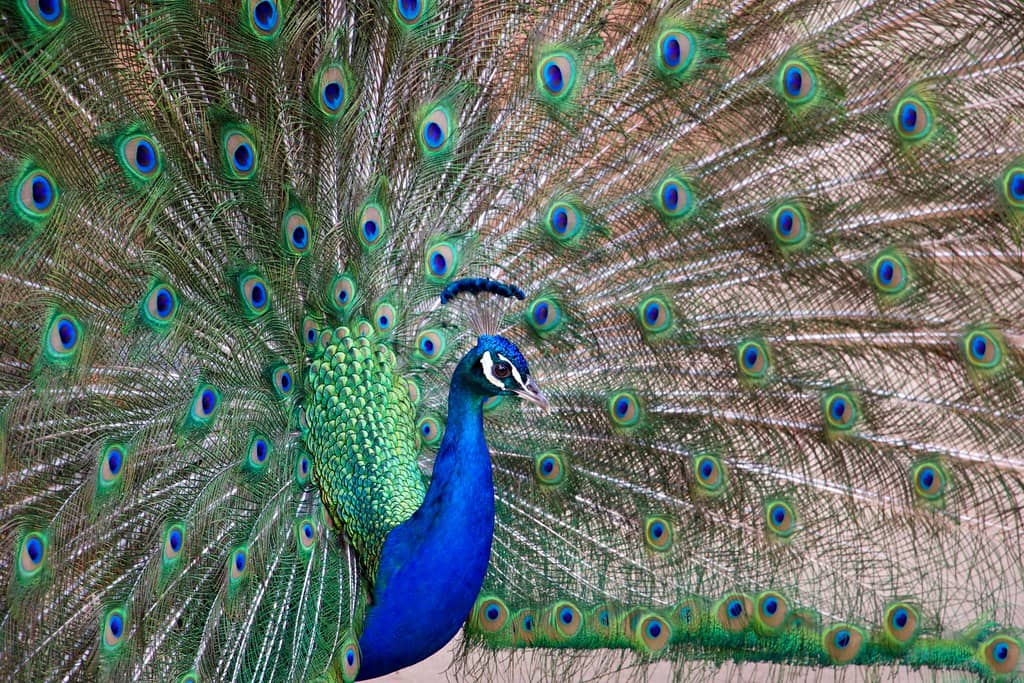 Diverse Animal Encounters