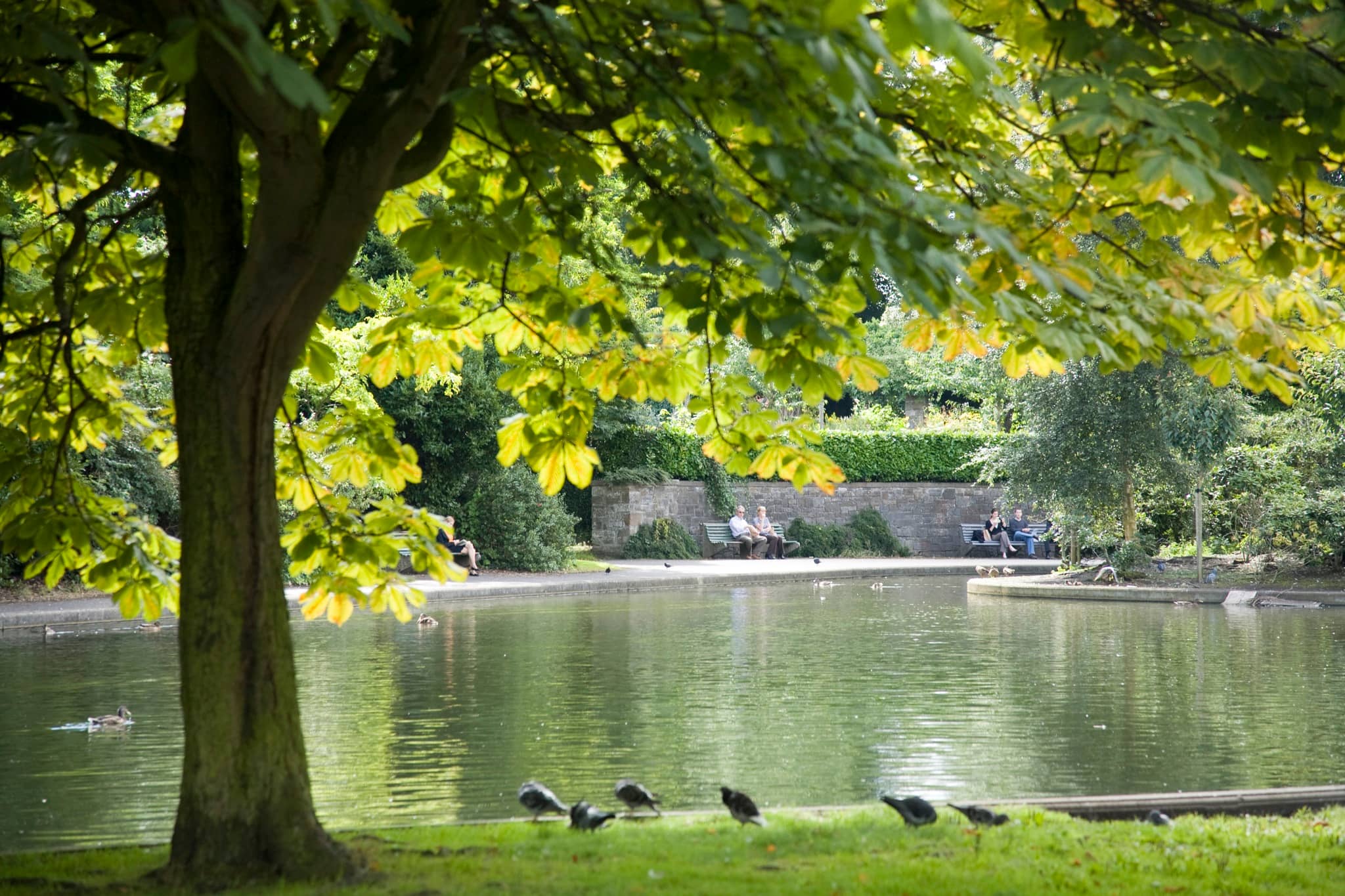 Peaceful Green Escape