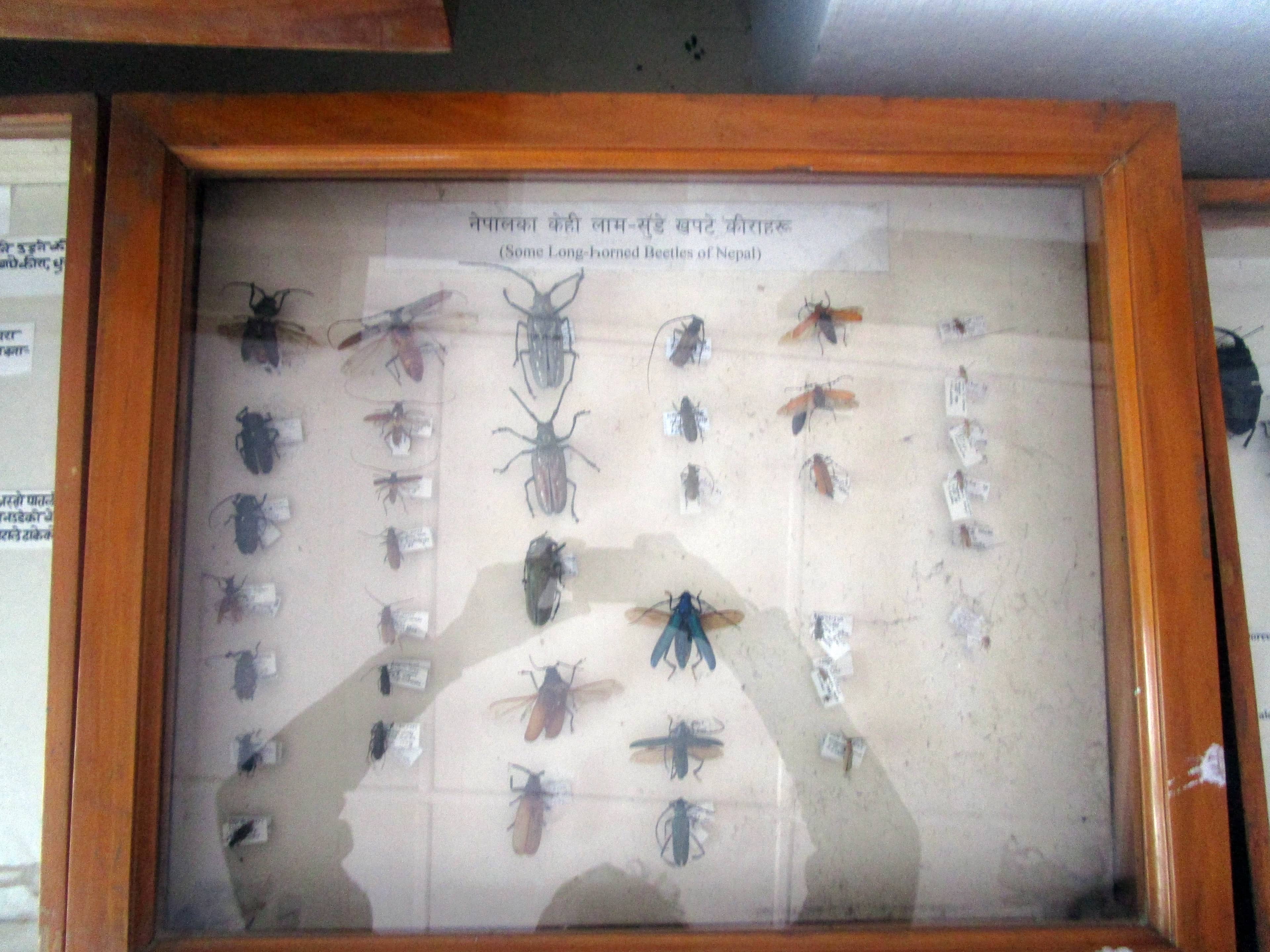 Insect and Butterfly Displays