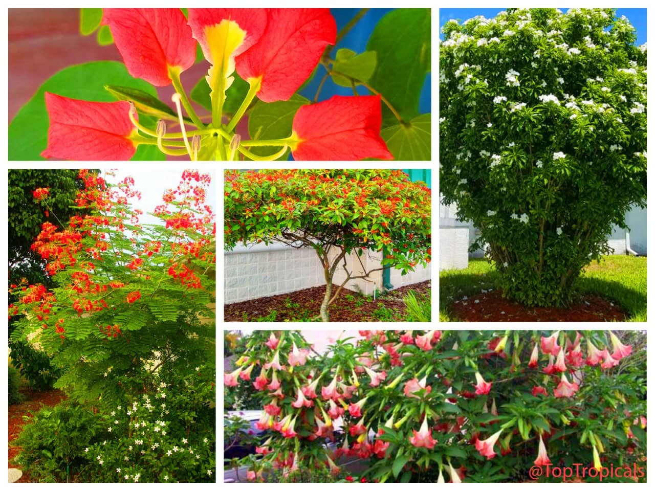 Summer Sunset Spectacle