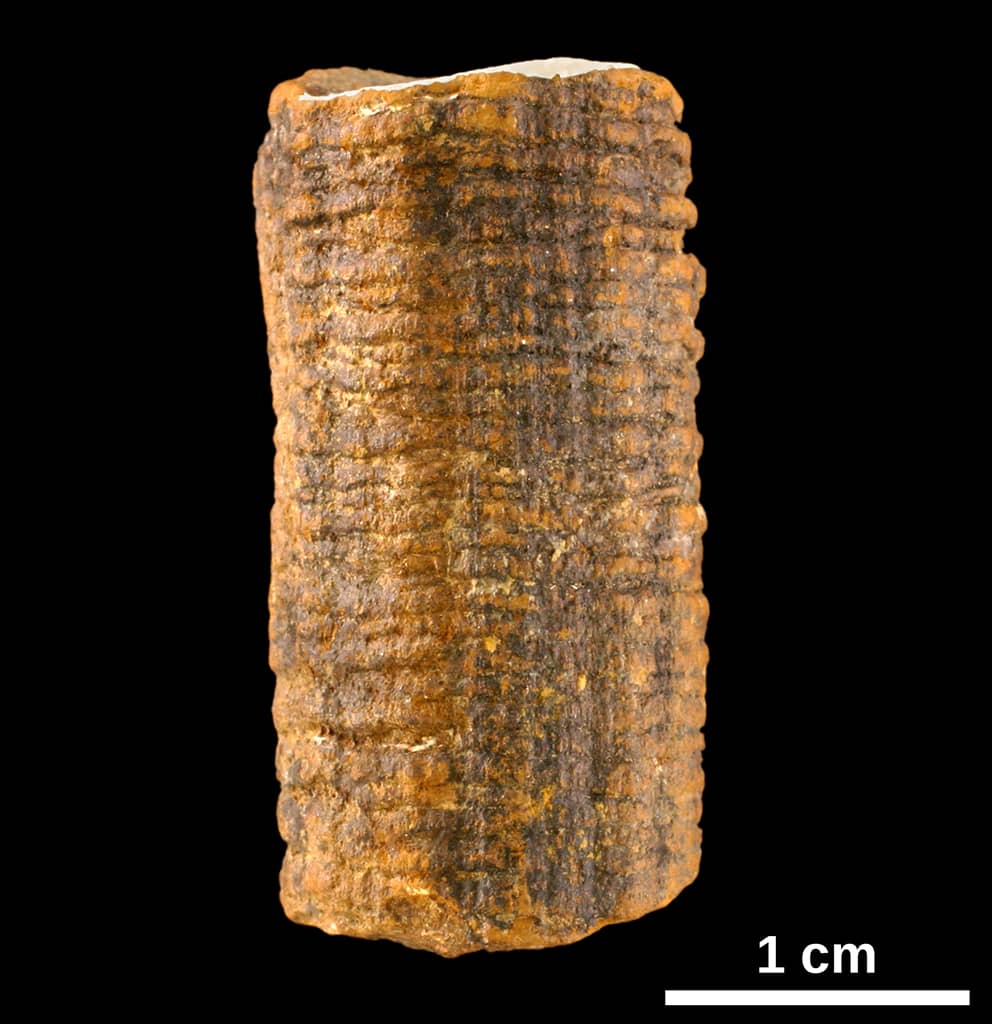 Mineral and Botanical Displays