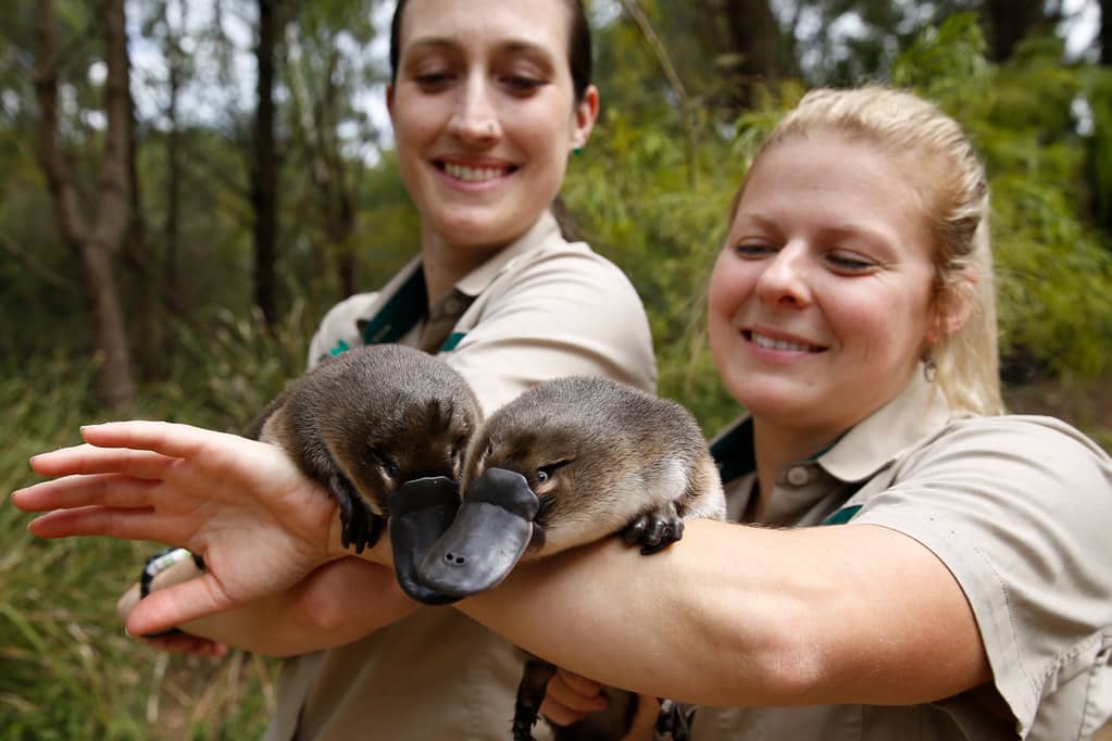 Platypus Viewing