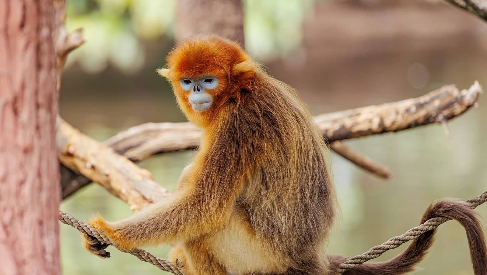 Diverse Primate Collection
