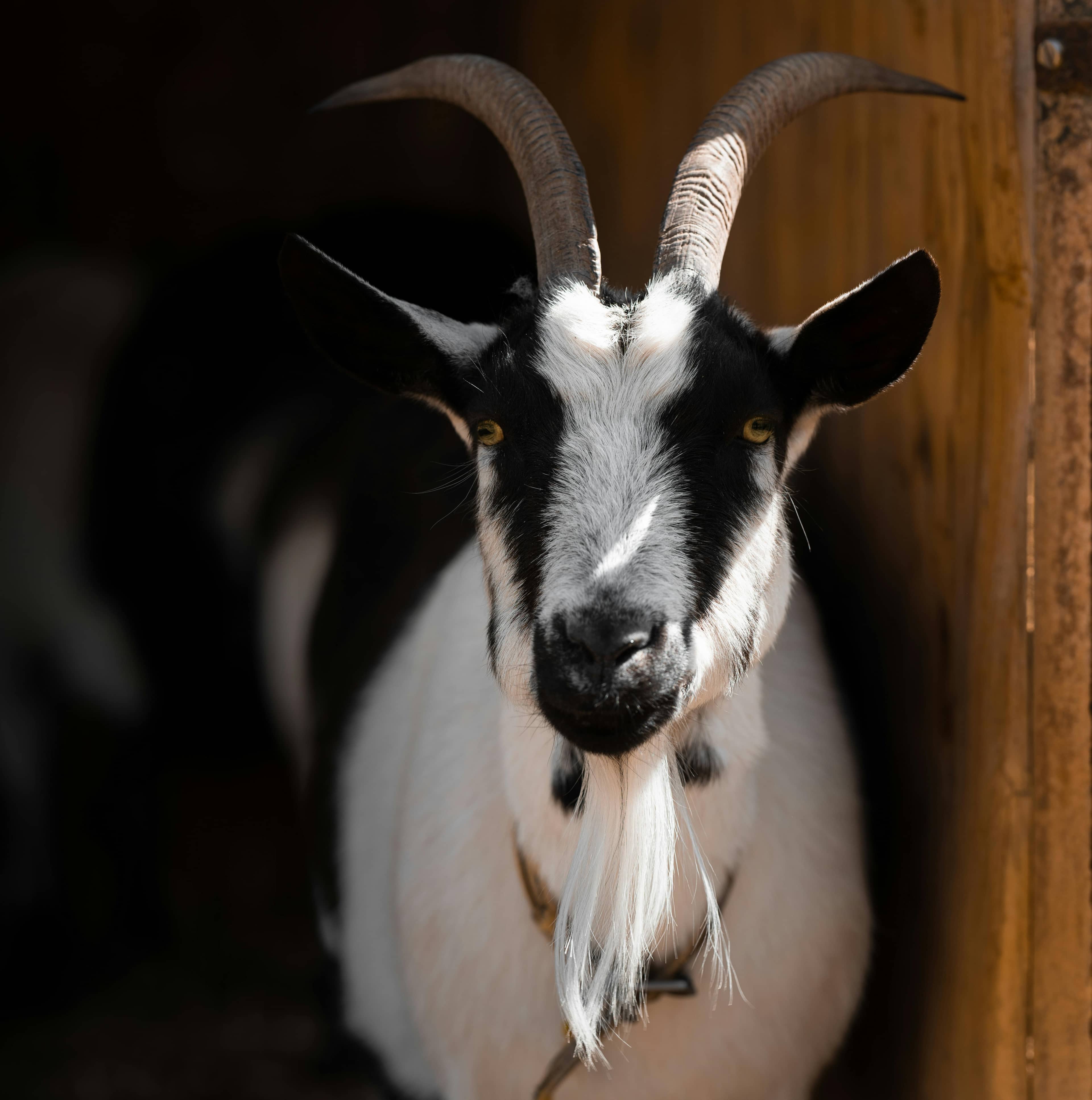 Goat Sanctuary