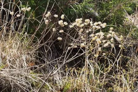 Native Grassland Ecosystem
