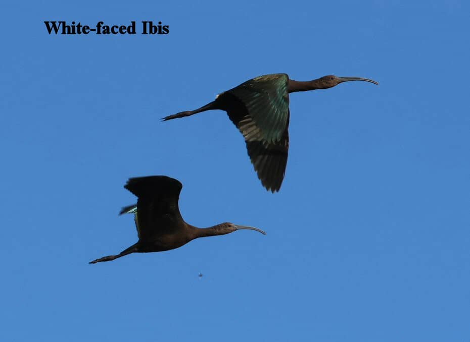 Birdwatching Paradise