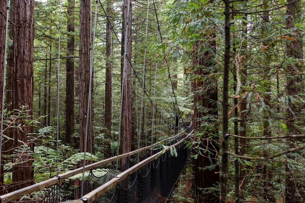 Redwoods Treetop Walk