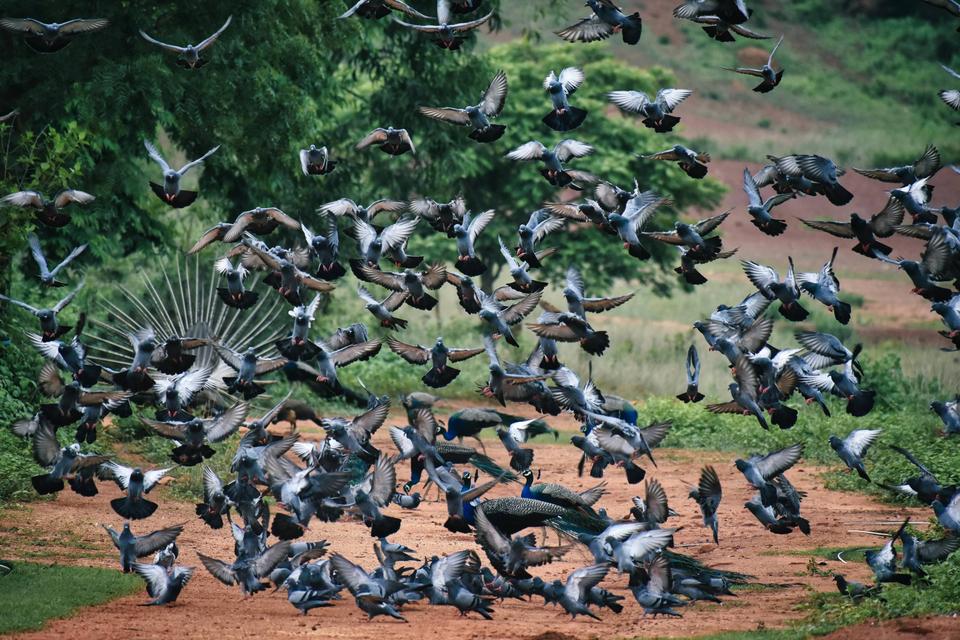 Cubbon Park Serenity