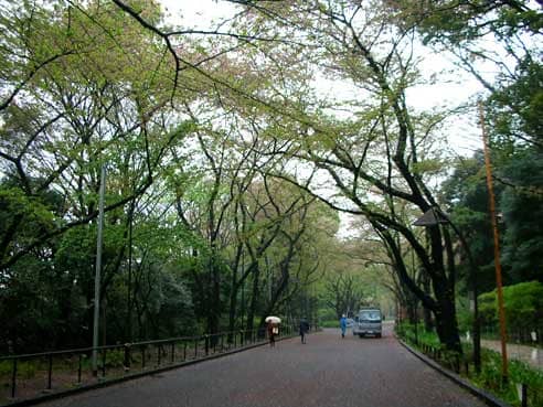 Ueno Park Stroll