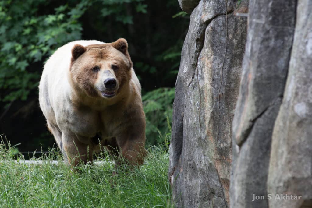 North American Habitats
